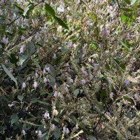 Strobilanthes viscosa var. viscosa (Arn. ex Nees) T.Anderson